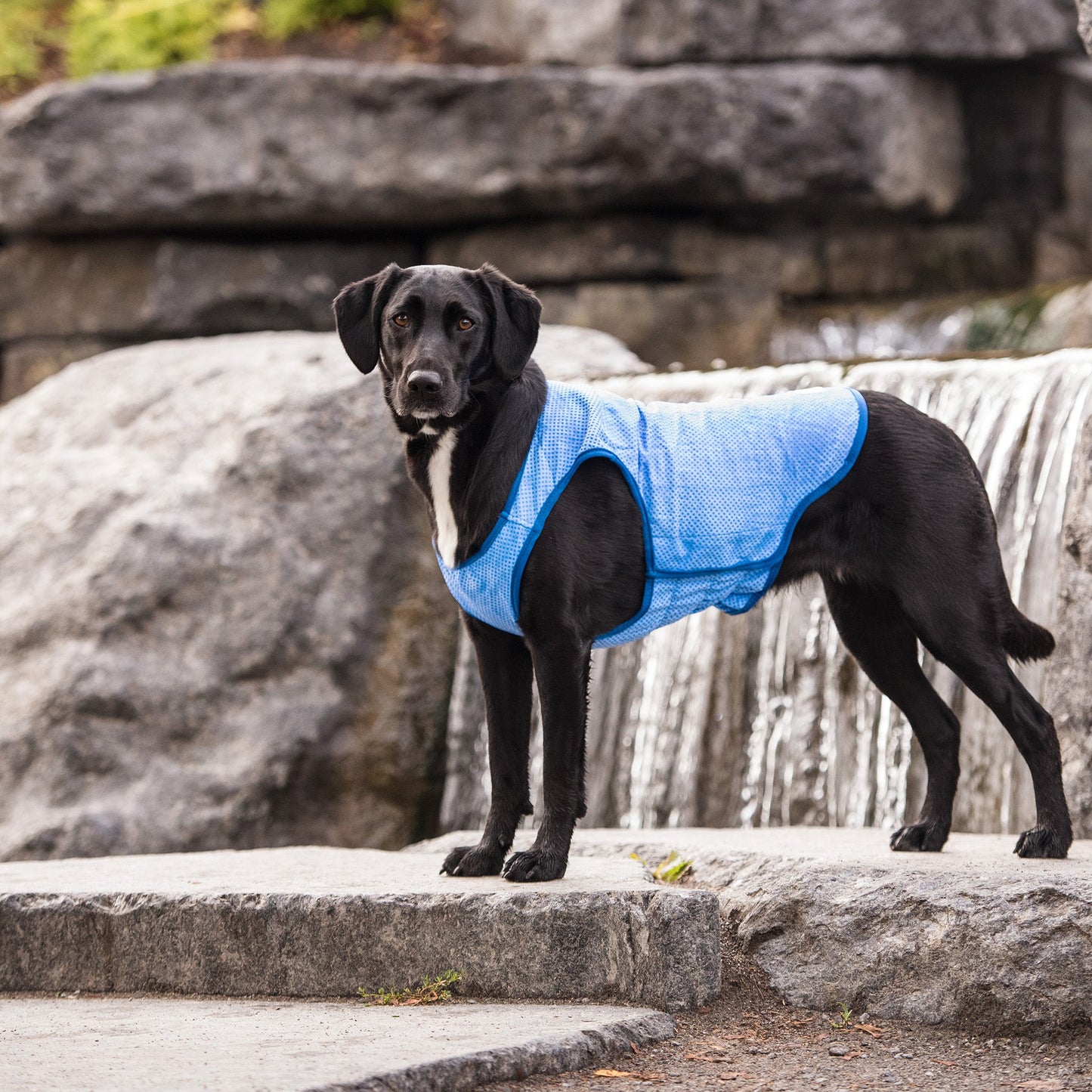 Elasto-Fit Ice Vest for Pets - Blue